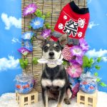 チワワｘヨーキー　あんずくん