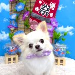 チワワ　おもちくん