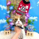 ねこ　スコティッシュフォールド　アリスちゃん