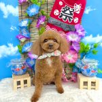 トイプードル　むぎちゃん