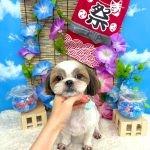 シーズー犬　マフィンちゃん