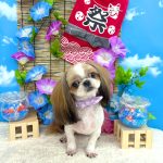 シーズー犬　スフレちゃん