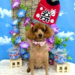 トイプードル　むぎちゃん