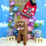 タイニープードル　ちくわくん　炭酸泉入浴　ハーブパック