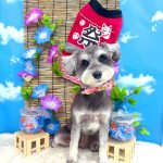 ミニュチュアシュナウザー　エマちゃん