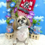 シーズー犬　陸くん　シルクパック　炭酸泉入浴