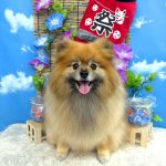 ポメラニアン　コロンちゃん