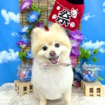 ポメラニアン　こうめちゃん