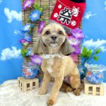 プードルｘシーズー　ぽちくん