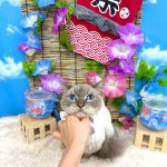 初めてご来店　ねこ　マンチカン　ふわりくん　PV動画あり