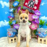ポメラニアン　レオンくん