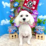 マルチーズ　マシュマロくん　シルクパック