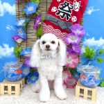 チワプー　シロくん　