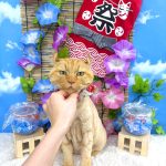 初めてご来店　ねこ　アメリカンカール　しじみくん　PV動画あり