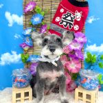 ミニュチュアシュナウザー　ゆずちゃん