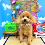 マルプー　ノエルちゃん