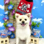 ポメラニアン　プー助くん
