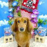 ミニュチュアダックス　チョコくん