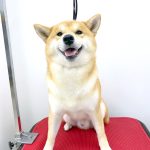 柴犬　happyくん