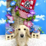 ダックスフンド　クーちゃん