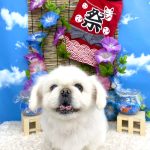 ペキニーズ　ファルコンくん