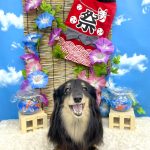 ダックスフンド　ダックスちゃん