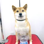 柴犬　マサムネくん