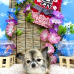 チワワ　くうちゃん