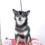 柴犬　はるちゃん