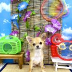 チワワ　モモちゃん