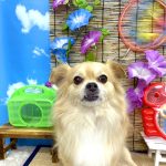 チワワ　あずきくん