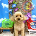 トイプードル　トトちゃん