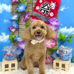 トイプードル　ラティちゃん