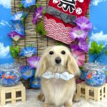 カニンヘンダックス　くうちゃん　シルクパック