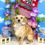 チワックス　みくちゃん　シルクパック