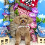 トイプードル　ももちゃん