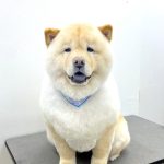 チャウチャウ　ぽんちゃん