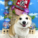 コーギーｘチワワ　もねちゃん　シルクパック