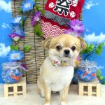 チワワ　まおくん　シルクパック