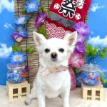 チワワ　こむぎちゃん