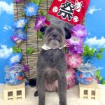 ポメプー　寅吉くん