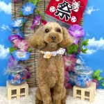 トイプードル　ももちゃん