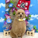トイプードル　ラッキーくん（アルパカカット）