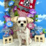 チワプー　くるみちゃん
