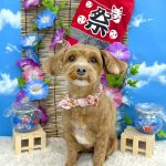 マルプー　むーたんちゃん