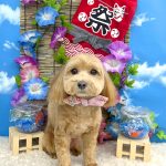 マルプー　はなちゃん