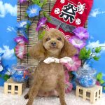 トイプードル　うららくん