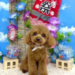 トイプードル　ハルくん