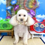 トイプードル　ランドくん