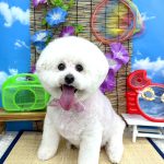 初めてご来店　ビションフリーゼ　モコちゃん